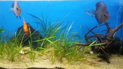 在蓝色背景的印度水族馆的铁饼鱼