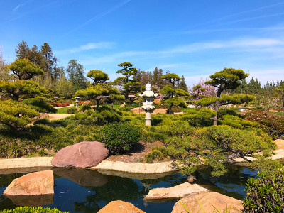 美丽的花和树在日本花园