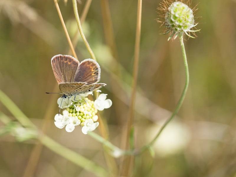 银镶边的蓝蝶(Plebejus argus)是灰蝶科的一种蝴蝶。