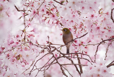 蜡眼睛的鸟