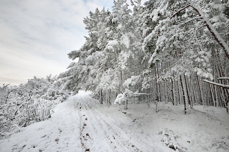 拉脱维亚的道路和白雪覆盖的树木预览效果