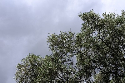油橄榄(变种europaea) -橄榄树-在多云的天空