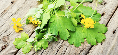 白屈菜，木桌