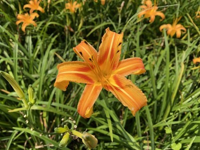黄金针花