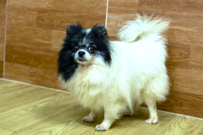 博美犬肖像家养宠物。