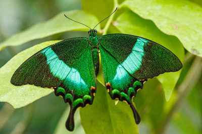宏观美丽蝴蝶Papilio palinurus