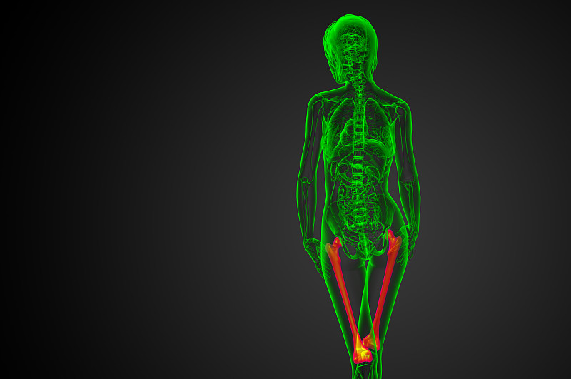 股骨的3d渲染医学插图