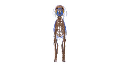 狗的颞肌解剖医学概念3D