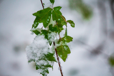 圣诞贺卡，雪花飘飘