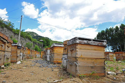 养蜂场