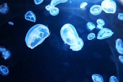 水母