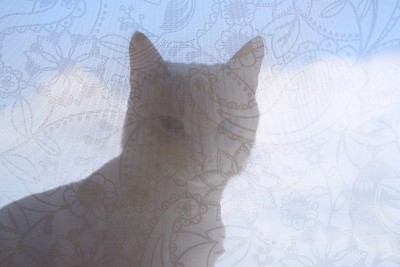 猫和窗帘