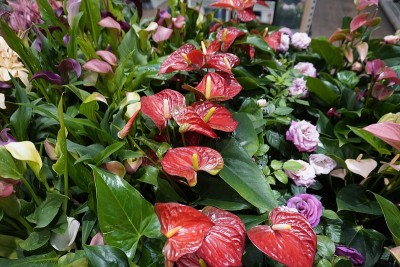 红掌红花贮藏