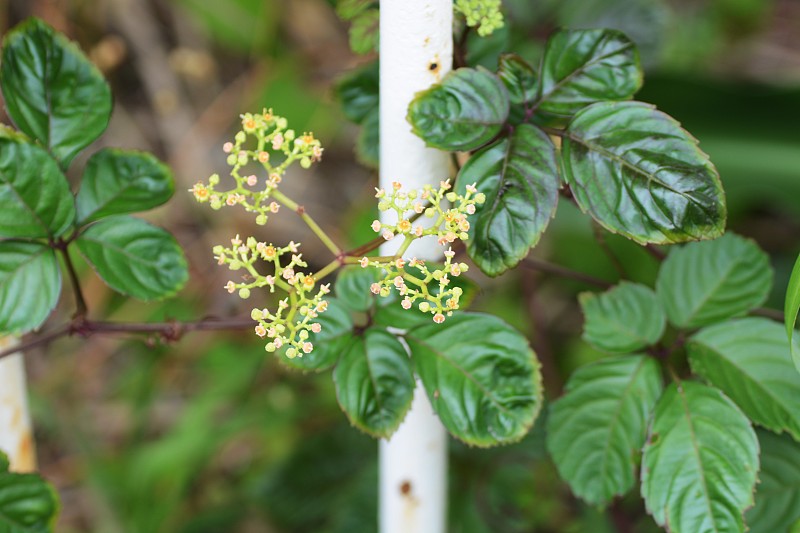 日本珊瑚的花