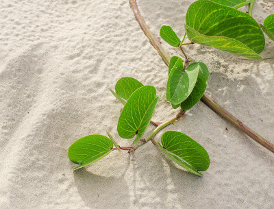 羊蹄草或沙滩牵牛花