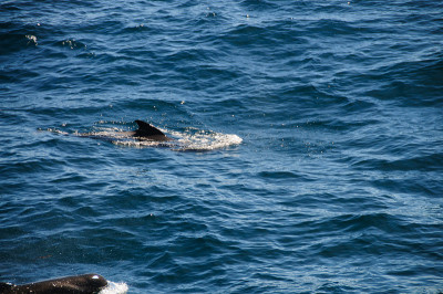 Long-finned Pilot Whales