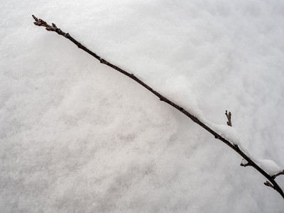 白雪背景下的树枝