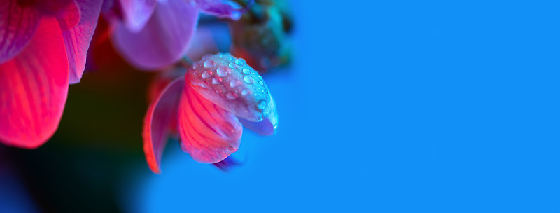 精致的粉红色兰花与露珠近距离在浅蓝色背景