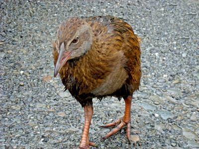 Weka
