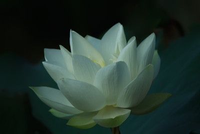 莲花