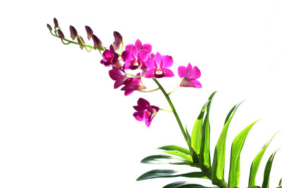 紫色兰花的花
