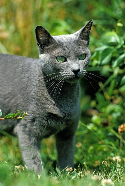俄罗斯蓝猫，成年站在草地上