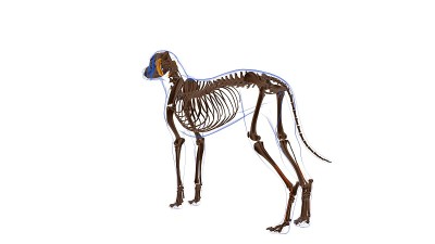 腓骨短肌狗肌肉解剖医学概念3D