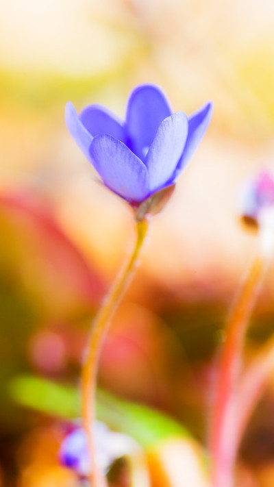 地钱花