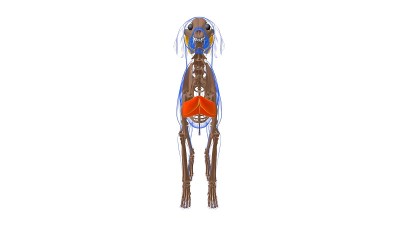 胸浅肌犬肌解剖医学概念3D