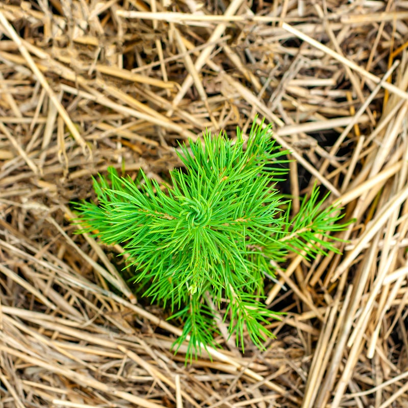 在土壤中种植云杉幼树。在云杉树苗种植中，稻草作为覆盖物的背景