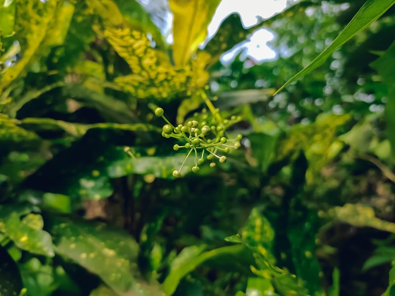 杂色木是大戟科木属植物的一种。