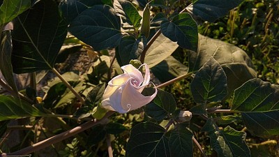 月花呈螺旋状，花蕾略带紫白色。