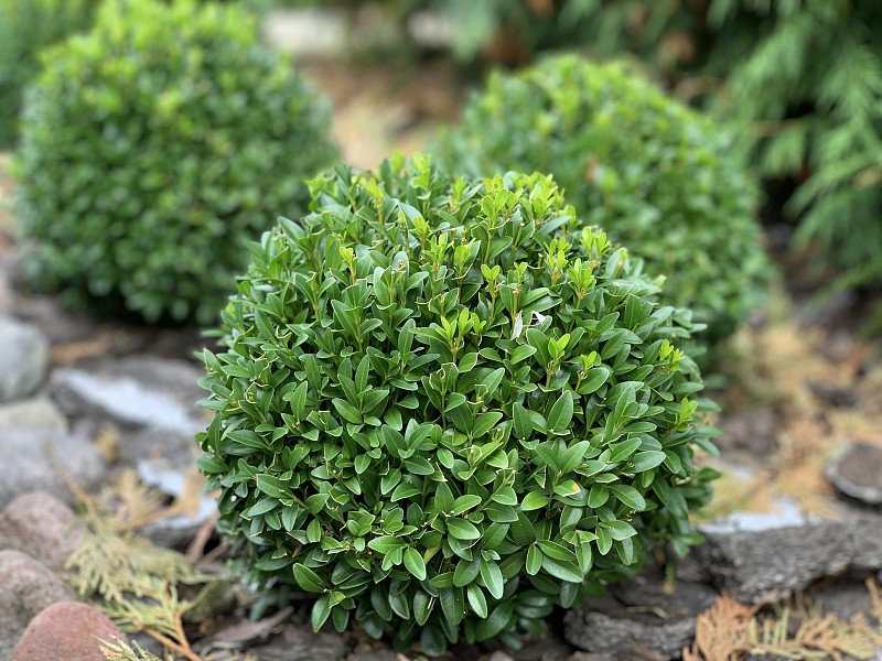 Boxwood Schrubs