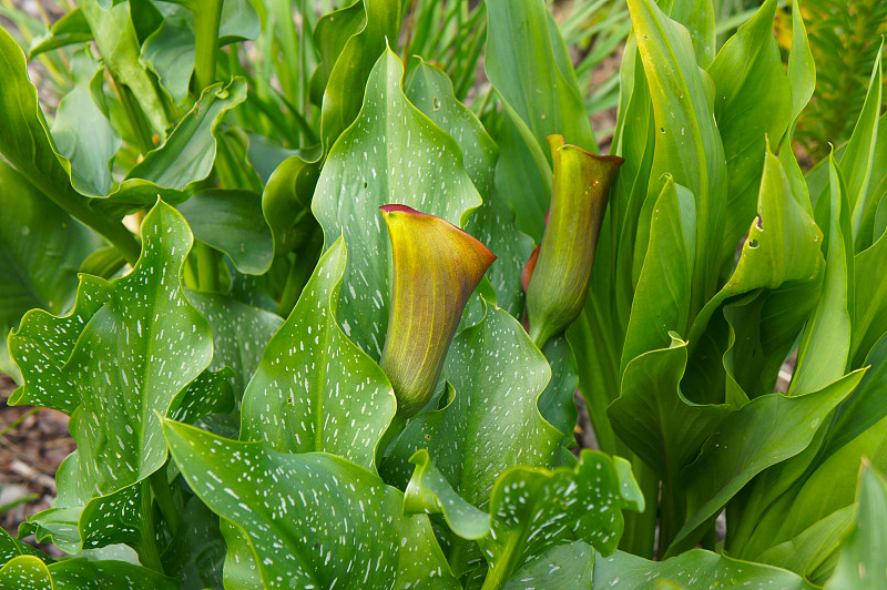 马蹄莲，魔芋，百合，驼色花与绿色