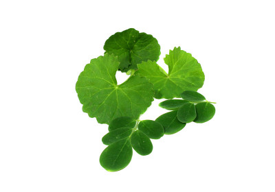 药用Thankuni和食用辣木叶