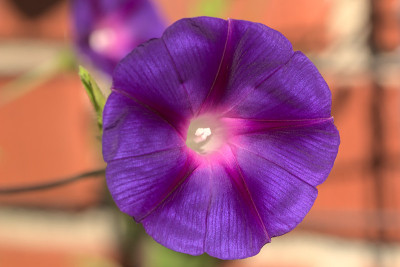 特写紫牵牛花