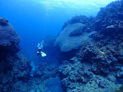 珊瑚和鱼,Ishigaki-jima