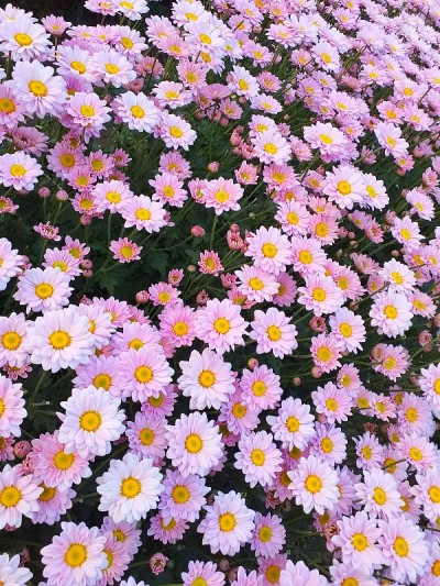 美丽的菊花在花园里