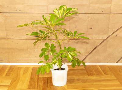 室内的舍夫莱植物，叶片健康。如何在家里种植舍夫莱拉