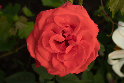 玫瑰花蕾