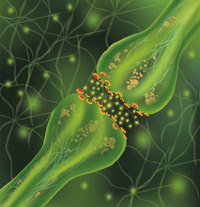 信号在大脑中。大脑中的神经连接形成思想和概念学习。冲动在生物体中传播冲动在绿色背景下分离神经。突触和