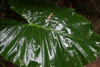绿色植物的叶子，雨后的大绿叶