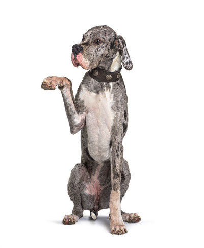 大丹犬在训练期间用爪子抓