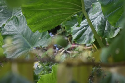 枣花