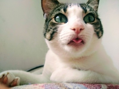 猫的舌头