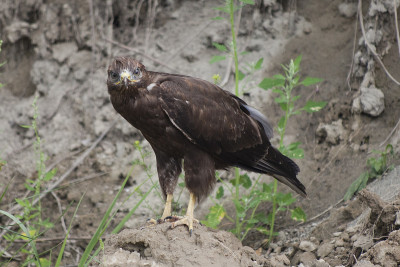 金鹰(Aquila chrysaetos)