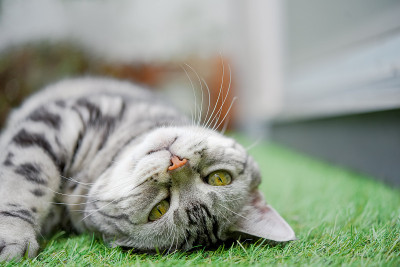 一只猫的脸躺在草地上