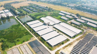 农业概念中的园林植物工业农场屋顶与稻田的鸟瞰图。水培天然食品。作物。自然景观背景。