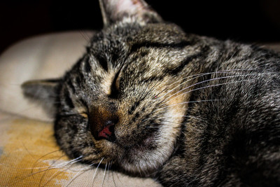 猫