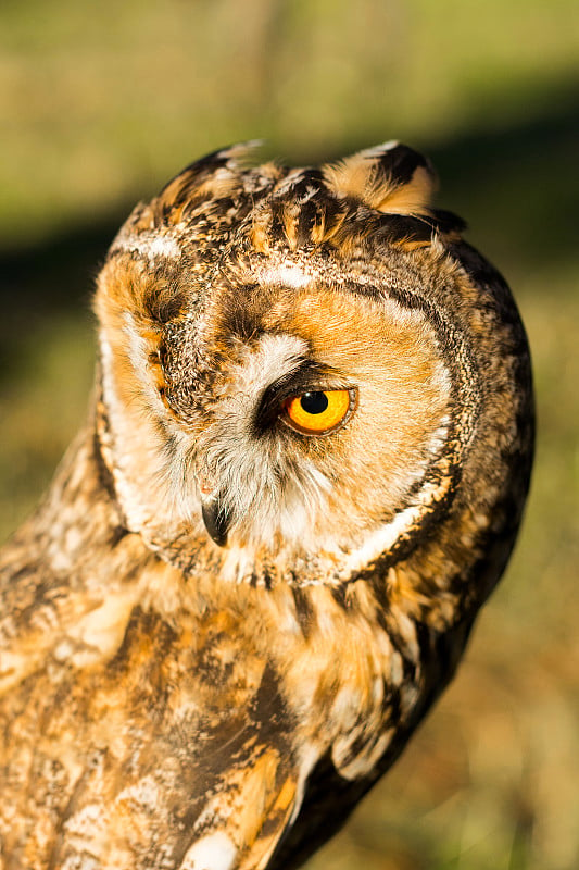 老鹰猫头鹰画像(Bubo Bubo)